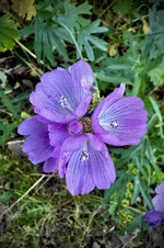 Flower test
